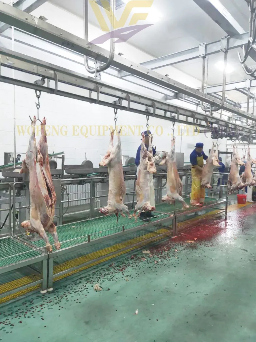 WFA-Sheep dressing line-3.jpg.webp