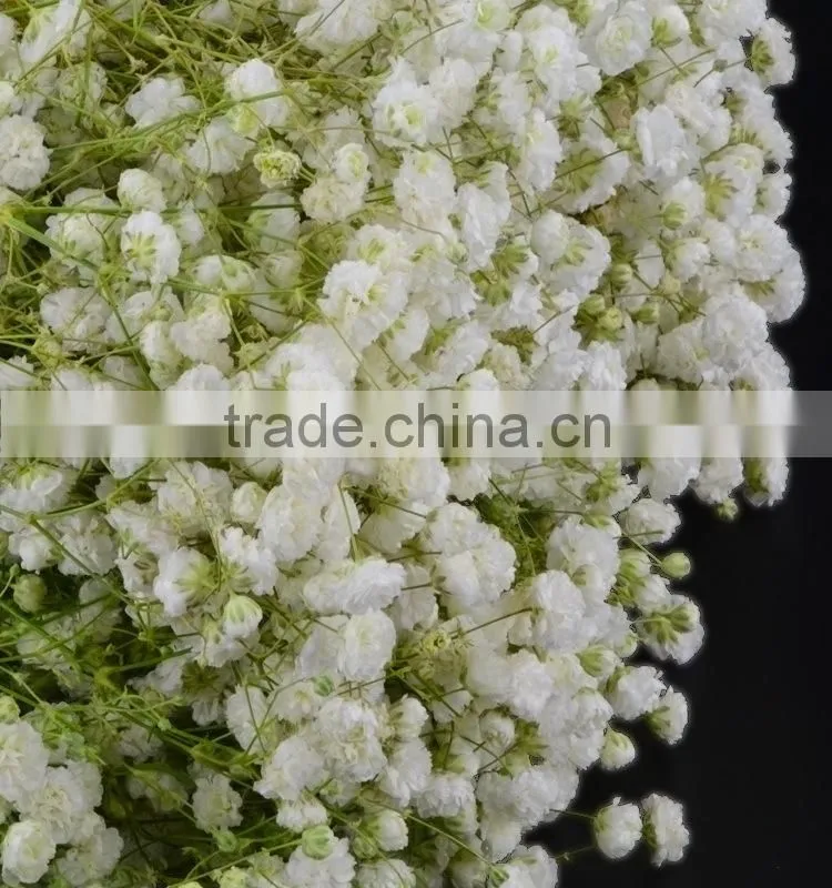 Excellent quality best selling fresh excellent quality fresh gypsophila