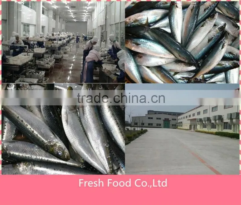 155g canned sardine fish in tomato sauce in tin