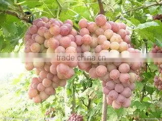 Wine making frist step:grape crushing machine