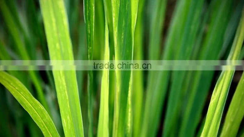 Pure Lemongrass Essential Oil From India