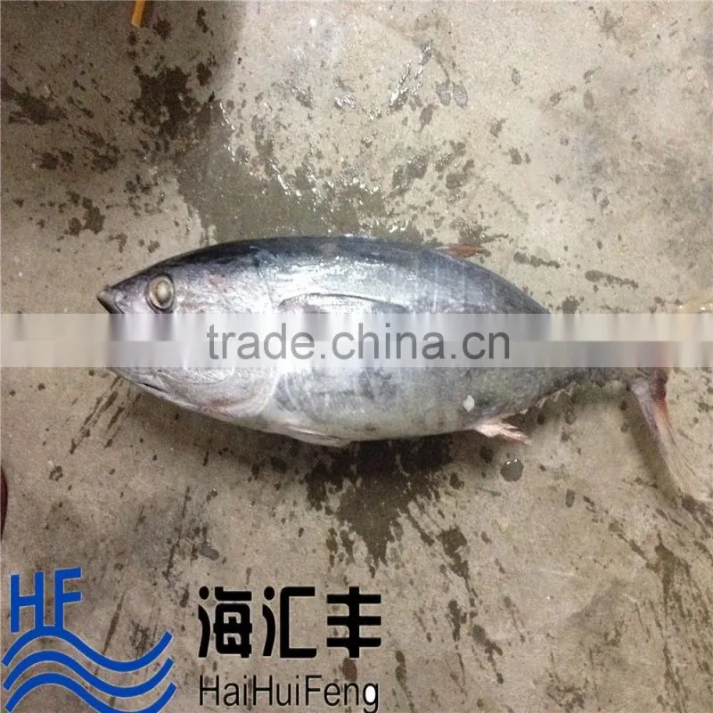 China Sea Frozen Skipjack Tuna Fish For Wholesale