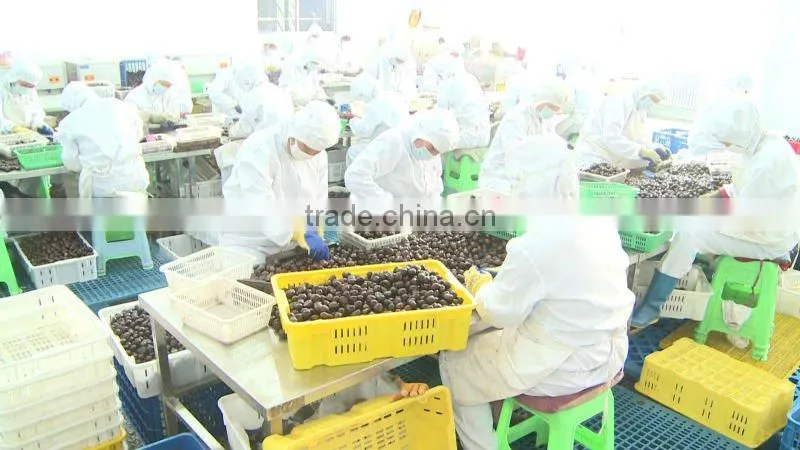 ROASTED RINGENT CHESTNUTS SNACKS Healthy Nuts Snacks For Sale