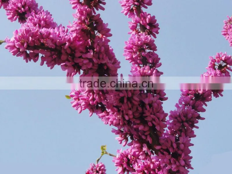 2016 High Germination Rate Chinese Redbud Seeds For Planting