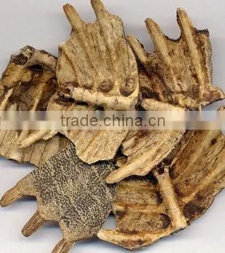 Original Turtle shell