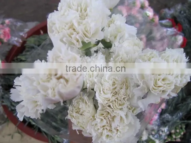 fresh cut flowers carnation varieties flowers
