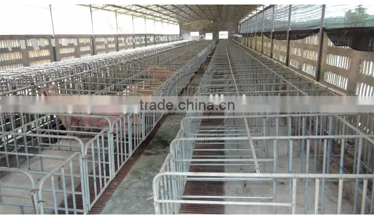 Pig Farm Automatic Feeding System Pig Poultry Feed delivery line