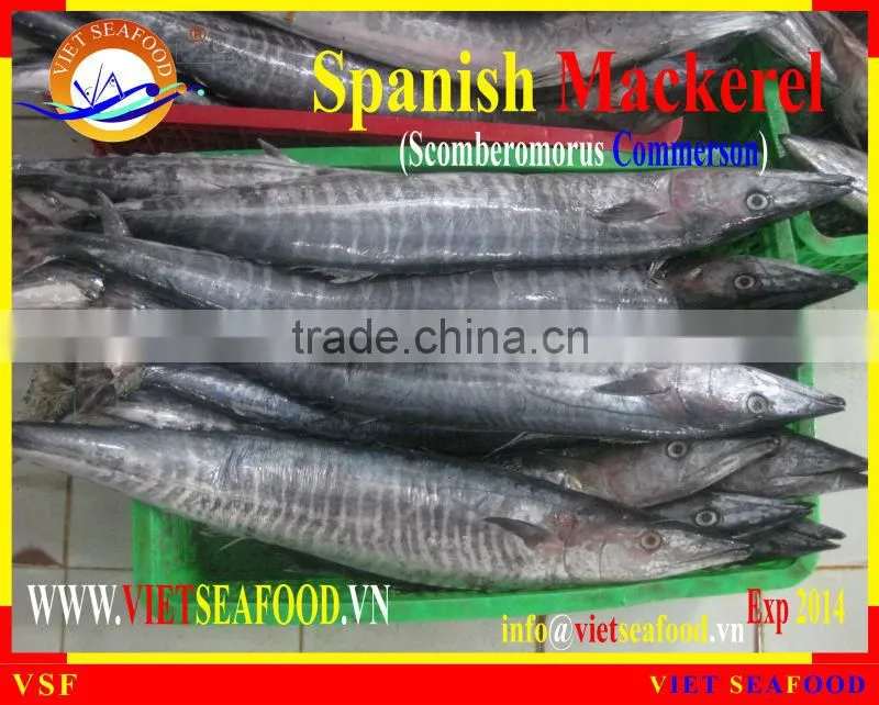 FROZEN SPANISH MACKEREL WHOLE ROUND