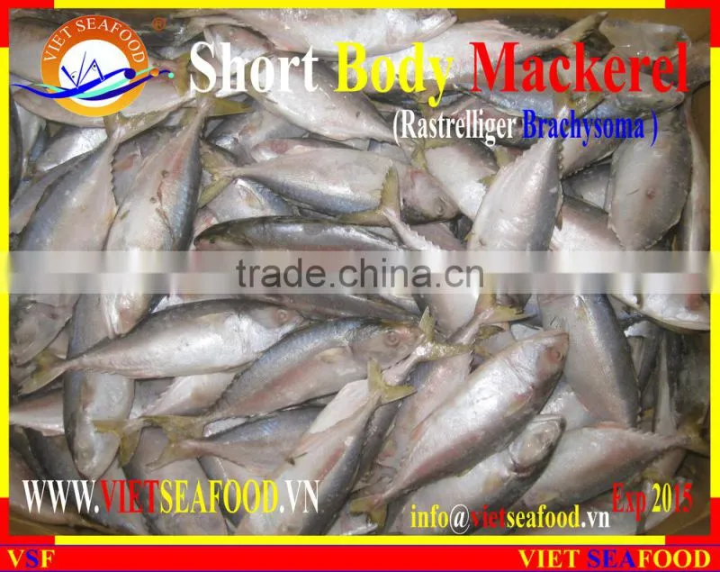 W/R FROZEN SHORT BODY MACKEREL