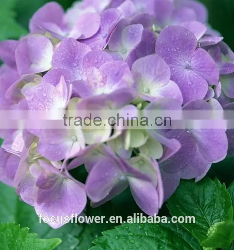 Cut Fresh Dark Purple Hydrangea Silk Flower Heads