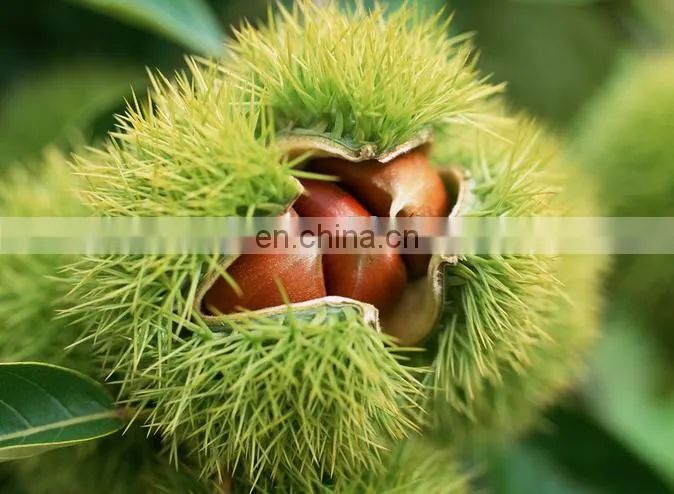Large capacity automatic deburring chestnut husker machine for sale
