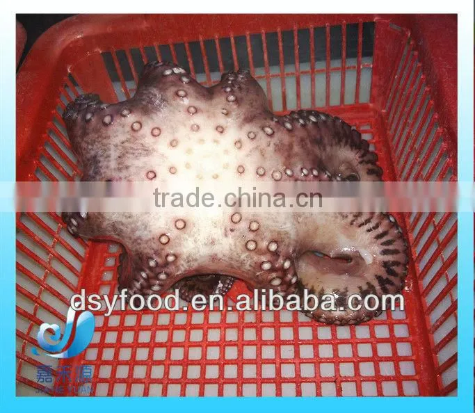 nice-looking frozen octopus