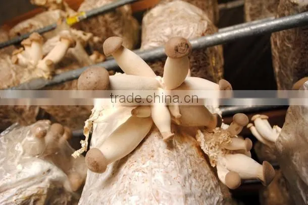 SD500 Wood sawdust machine