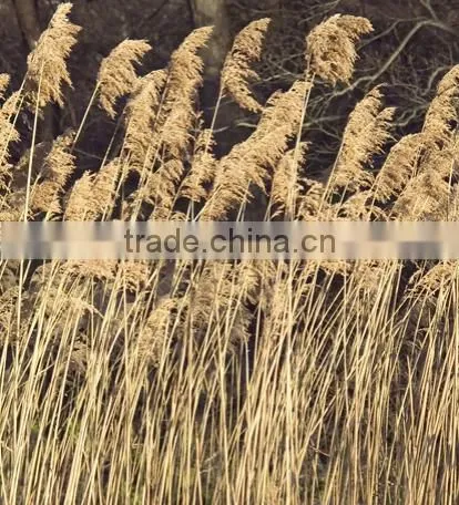 wheat crop cutter,wheat cutting machine