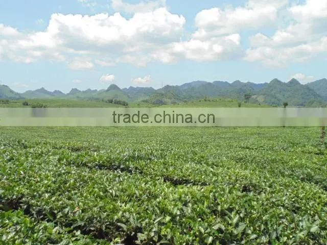 Moc Chau green tea, Son La TEA
