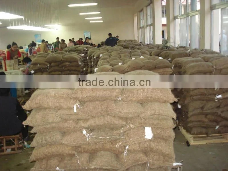 chestnut from china