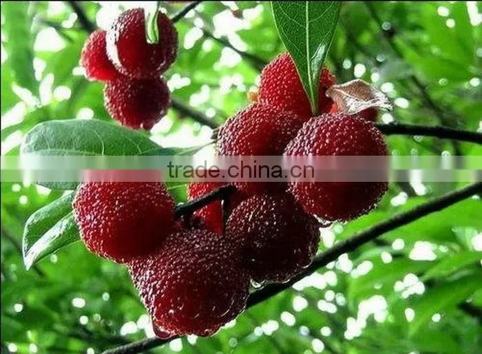 Bayberry Extract