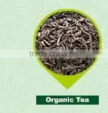 Natural organic maojian freeze dried green tea