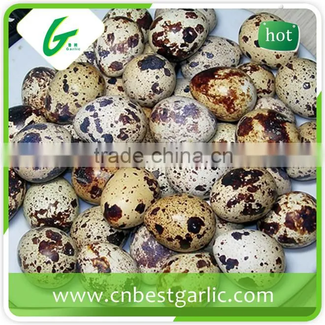 Organic fertilizer fresh quail eggs