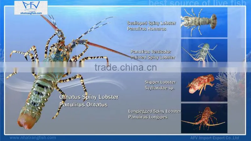 FRESH / FROZEN Lobster Vietnam, Panuliru Ornatus
