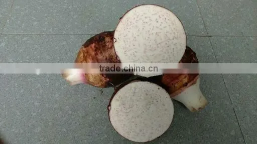 FRESH LOTUS ROOT WITH BEST PRICE AND GOOD QUANLITY