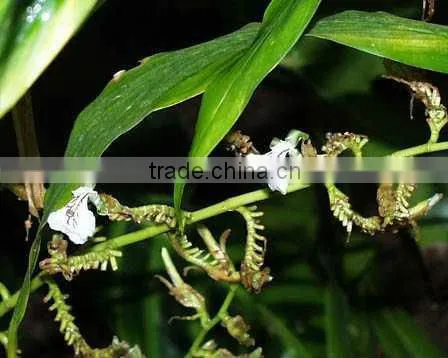 Cardamom Oleoresin