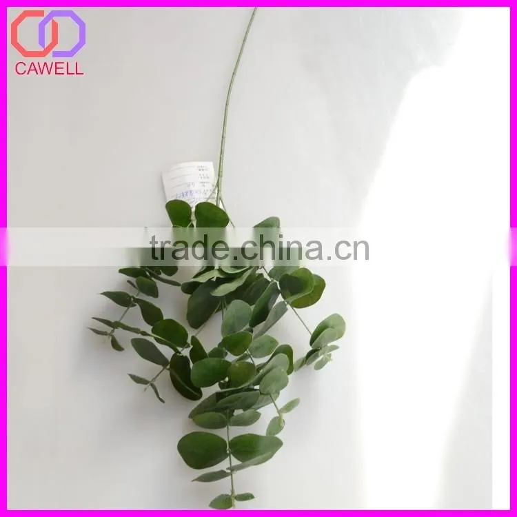 names of leaves in india,types of ornamental plants