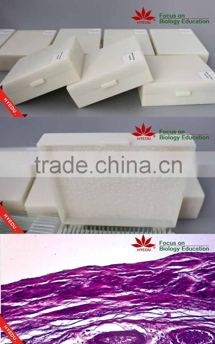 High quality and competitive price science histology lab prepared slides set