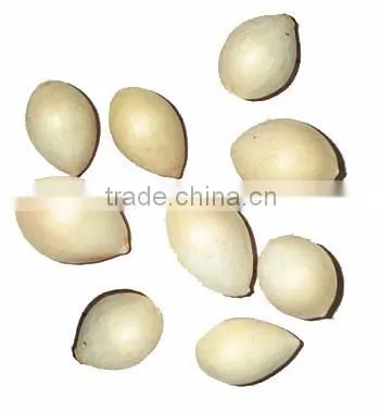 yin xing dried ginkgo fruits ginko biloba