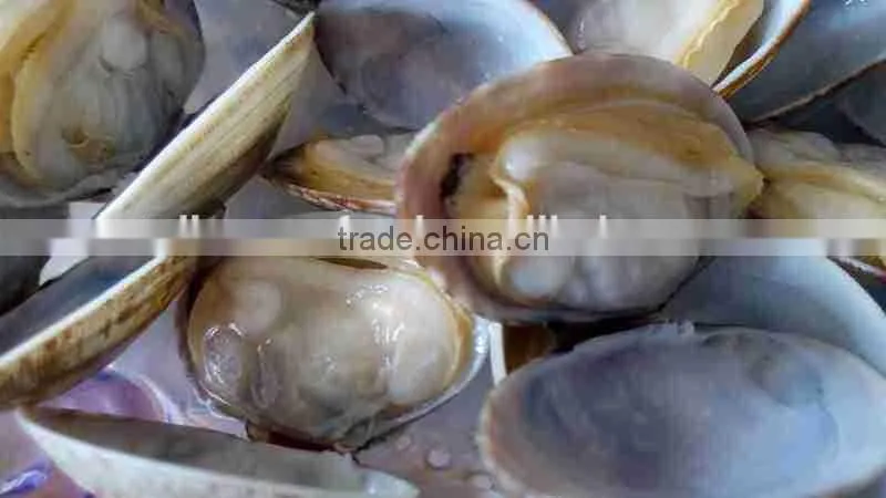 FORZEN BOILED SHORT NECKED CLAM