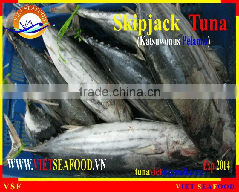 FROZEN SKIPJACK TUNA WHOLE ROUND