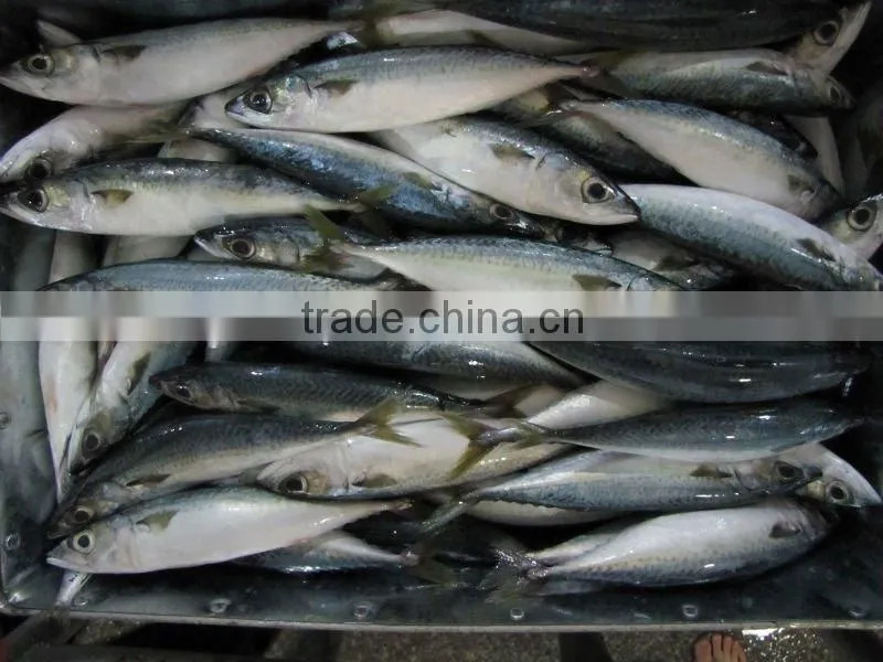 Frozen Pacific mackerel fish seafrozen for common use