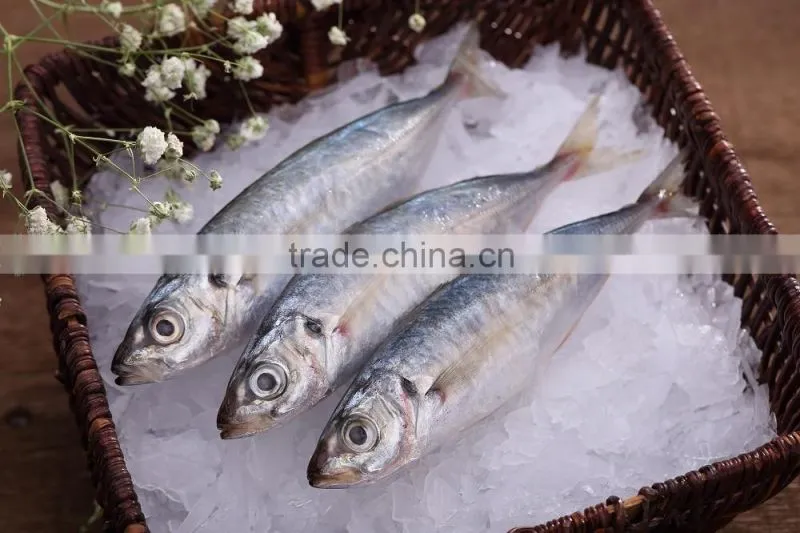 horse mackerel price
