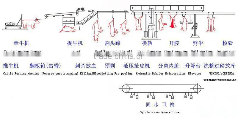 cow slaughter slaughter line for cattle cattle slaughter line