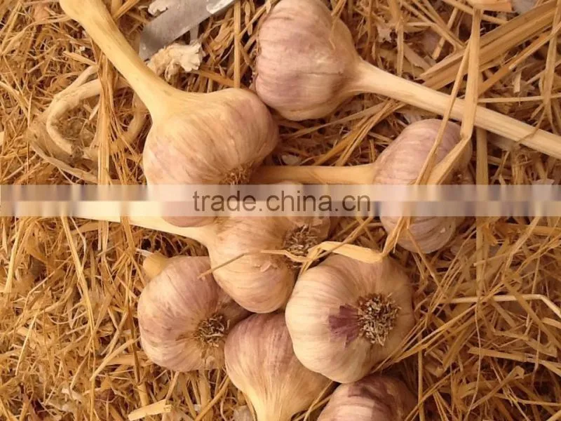Garlic