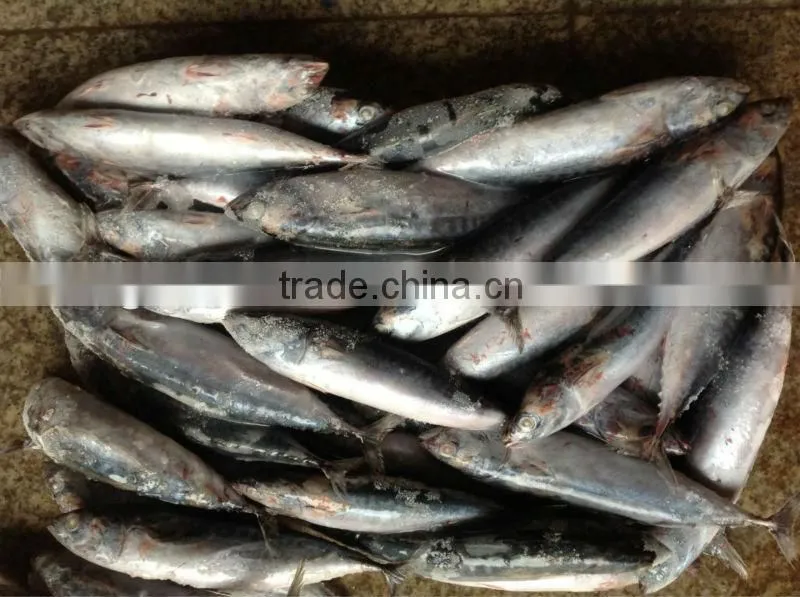 frozen bonito