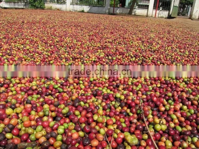 Vietnam Robusta Coffee Bean