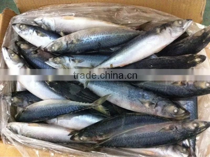 2014 Frozen pacific mackerel WR