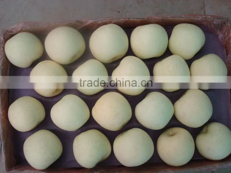 9KG Fresh Golden Pear 40-44 Size