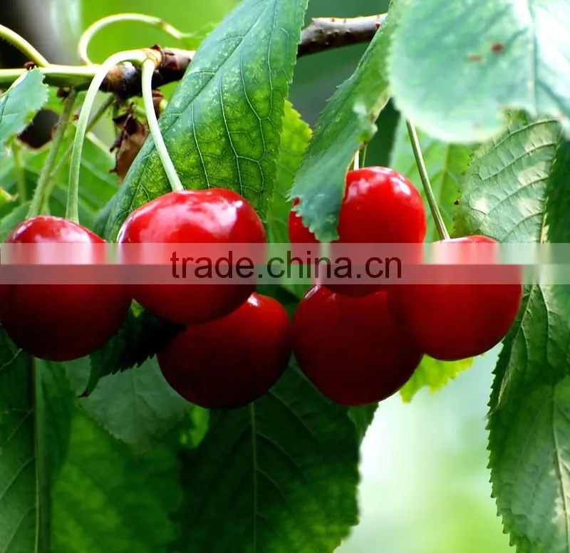 Red cherry fruit tree seeds for Growing