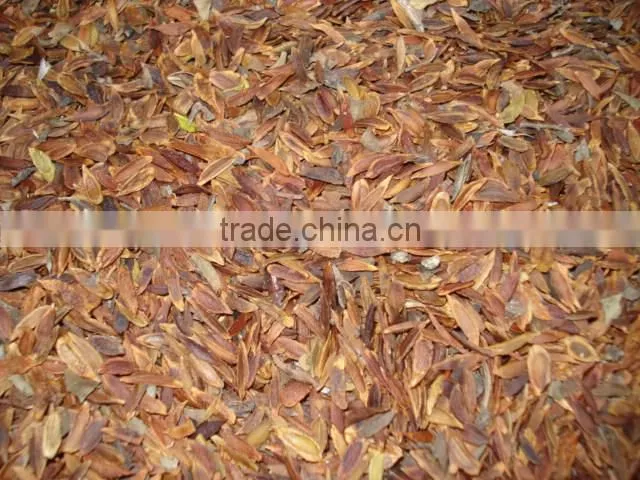 High Quality Lilac Syringa oblata Winter Daphne seeds