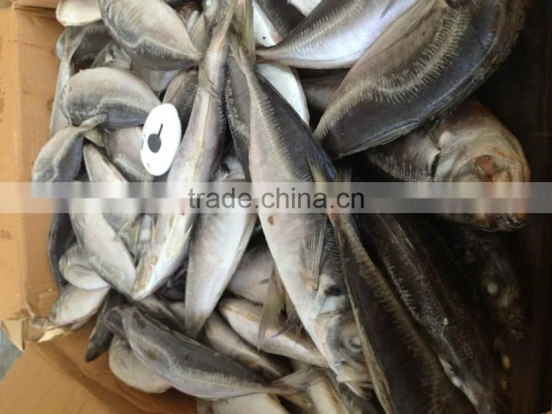 Frozen horse mackerel norway for canned mackerel china seafood