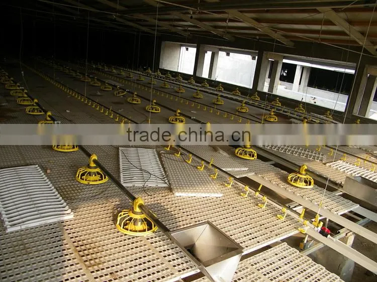 poultry automatic feeding system