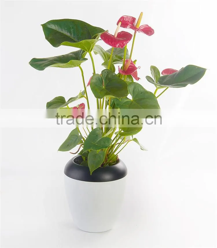 Plastic Oval Shape Flower Pots Without Pallet