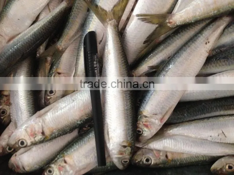 Good quality for bait frozen Sardines