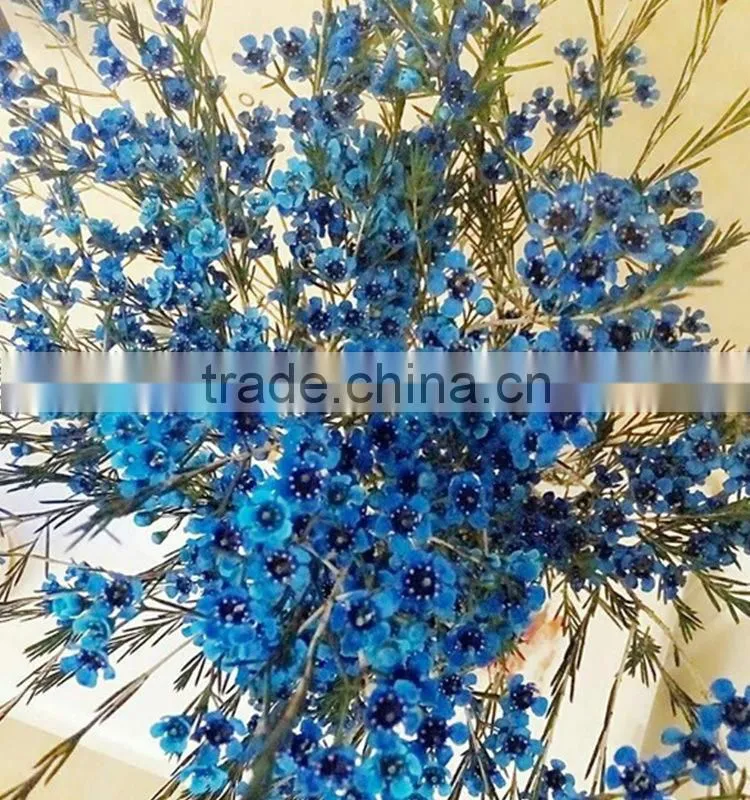 Colorful OEM decorative chimonanthus