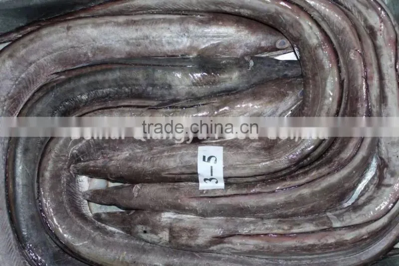 wholesale fishing frozen eel fish