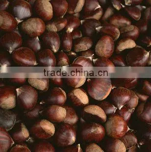 Chinese Fresh Chestnut