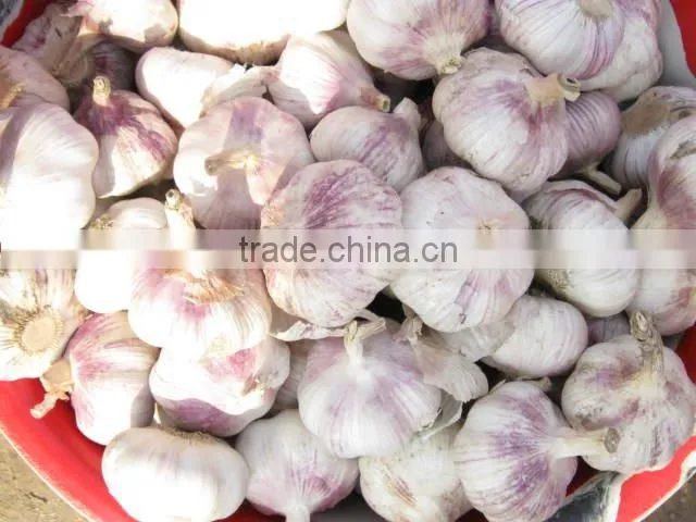 garlic in 5kg bags