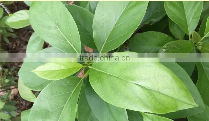 avocado tree seedling